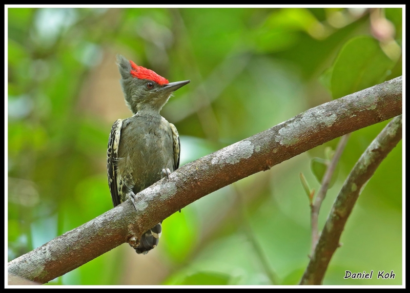 Grey-and-buff Woodpecker
