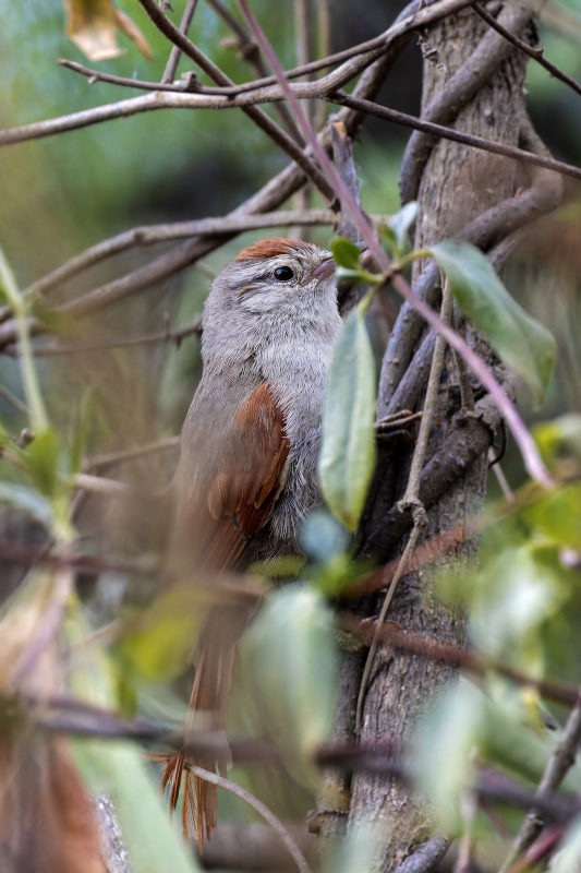 Bolivian Spinetail