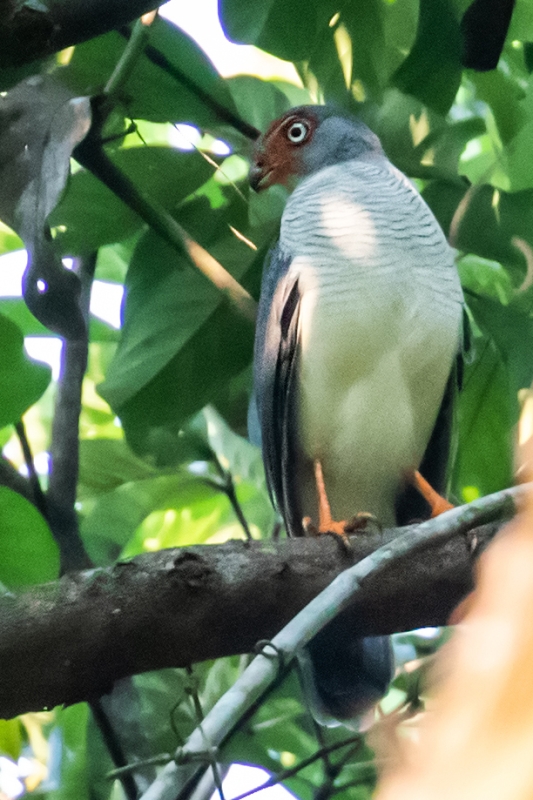 Cryptic Forest Falcon