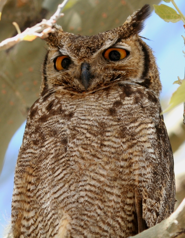 Lesser Horned Owl
