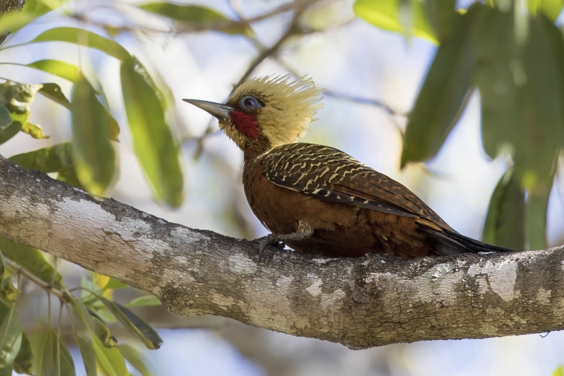 Pale-crested Woodpecker