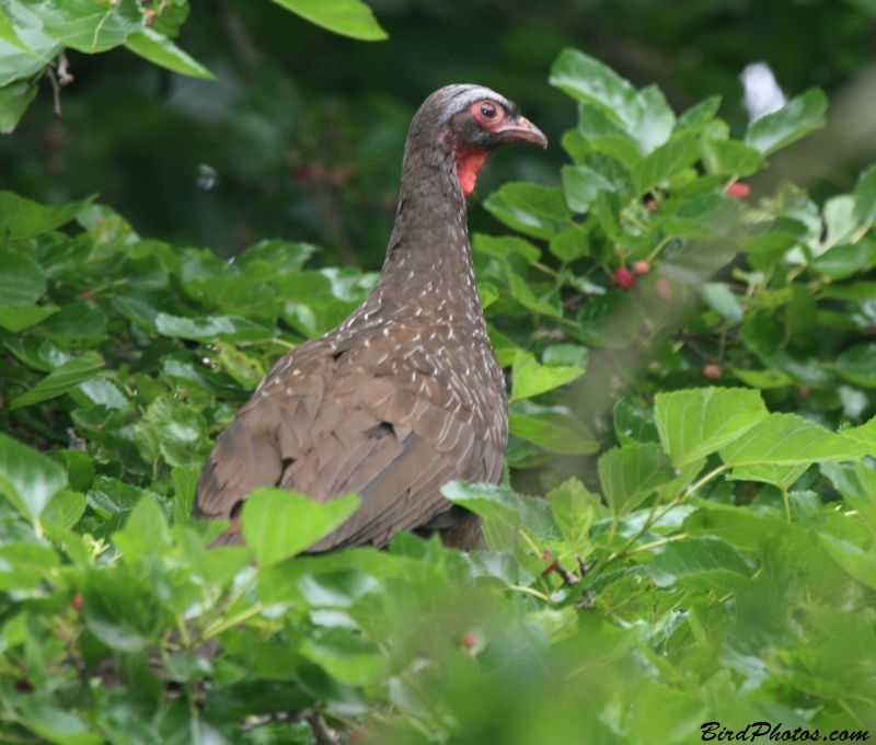 Red-faced Guan