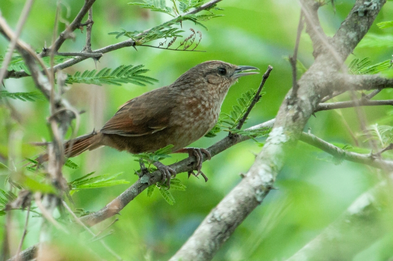 Spot-breasted Thornbird