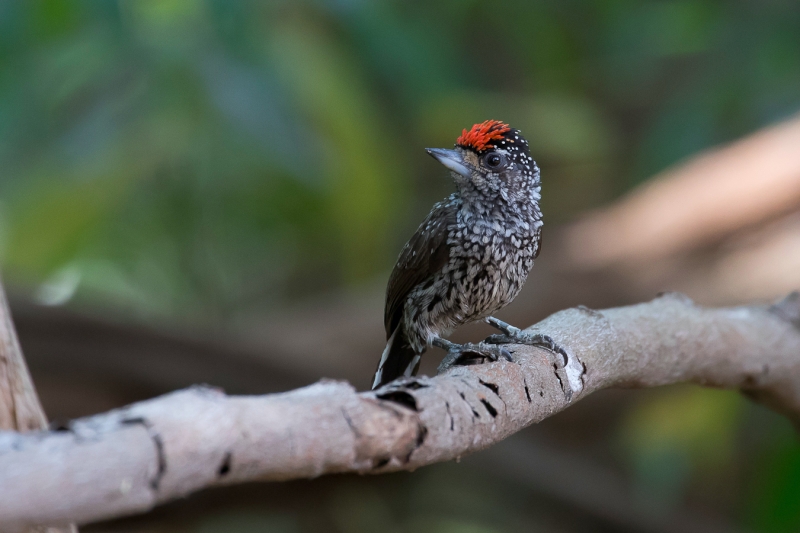 White-wedged Piculet