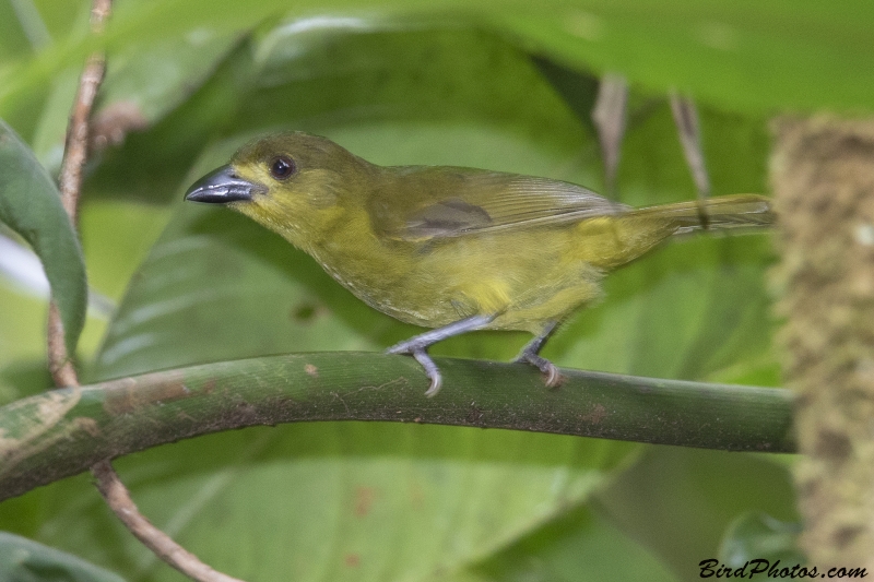Yellow-lored Tanager