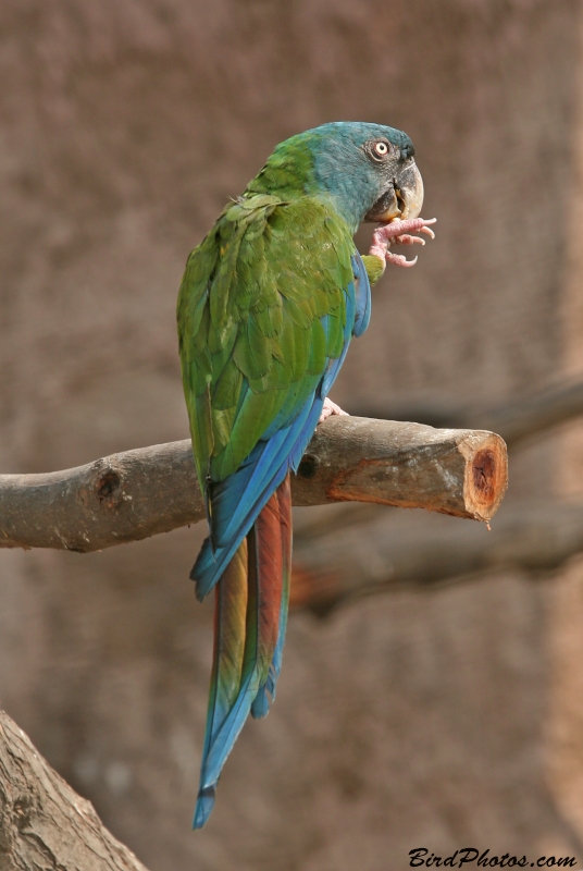 Blue-headed Macaw