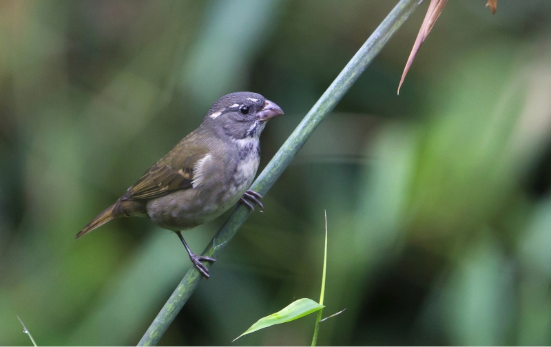 Buffy-fronted Seedeater