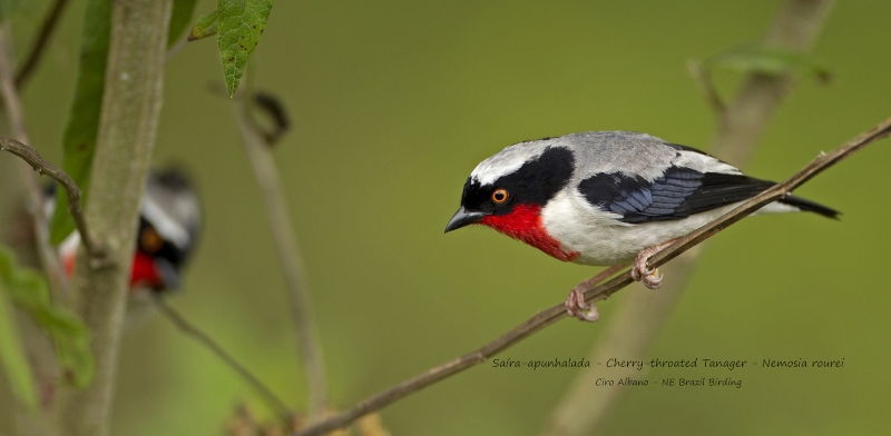 Cherry-throated Tanager