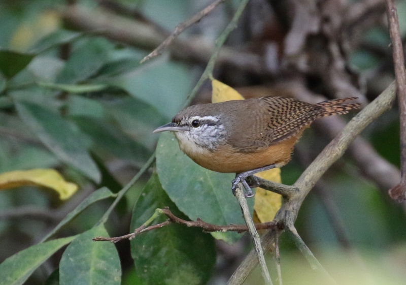 Fawn-breasted Wren