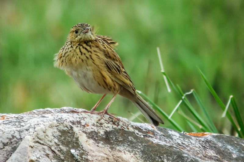 Ochre-breasted Pipit