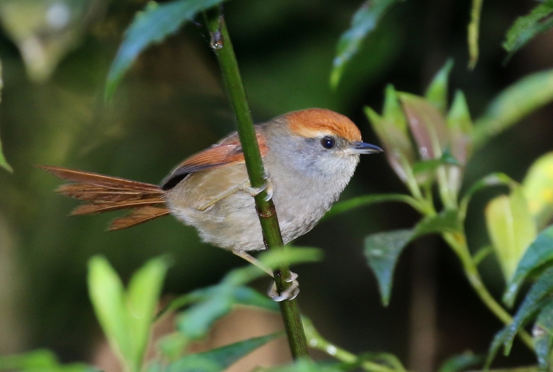 Rufous-capped Spinetail