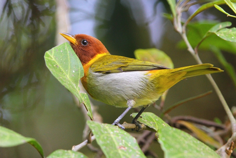 Rufous-headed Tanager