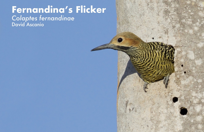 Fernandina's Flicker