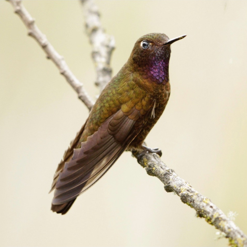 Violet-throated Metaltail