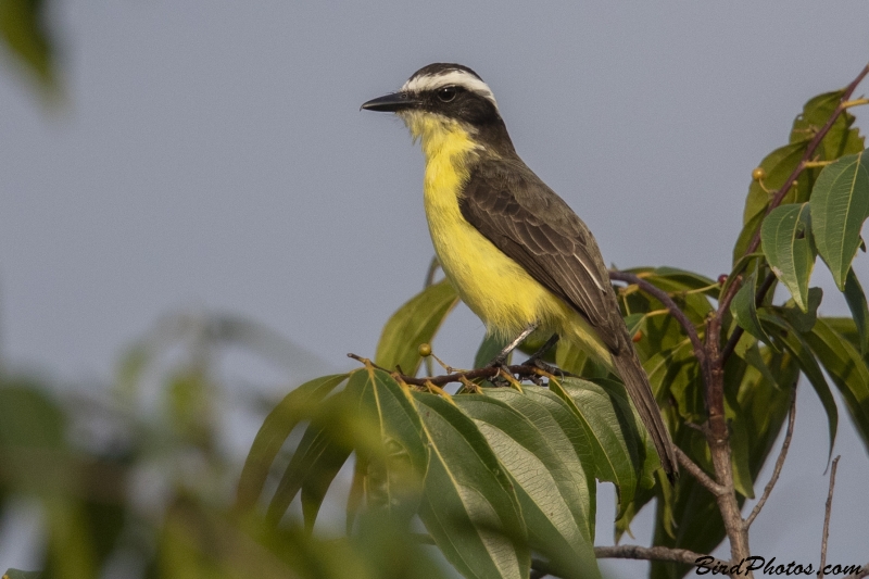 Yellow-throated Flycatcher