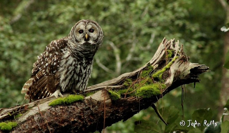 Cinereous Owl