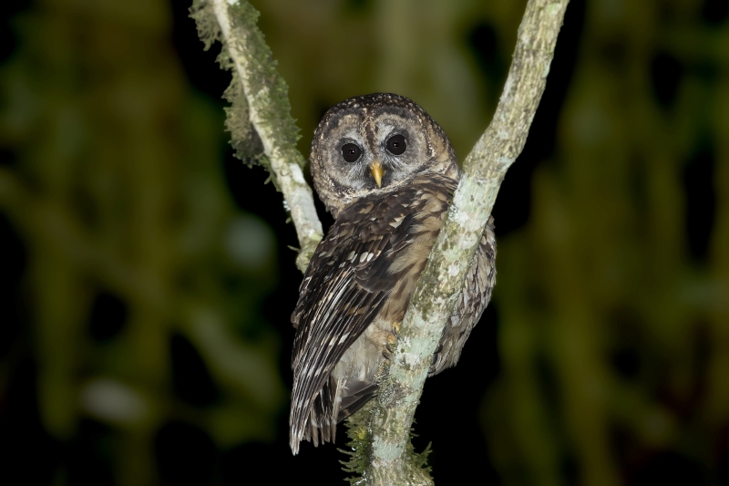 Fulvous Owl