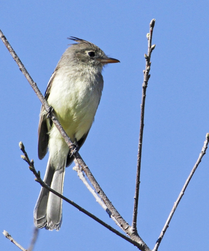 Pileated Flycatcher