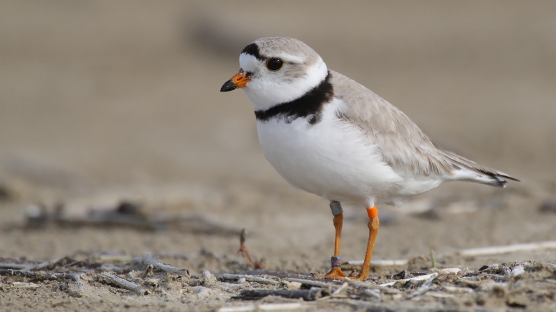 Piping Plover