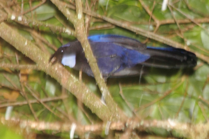 Silvery-throated Jay