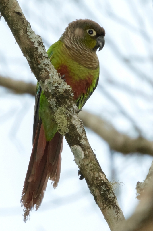 Green-cheeked Parakeet