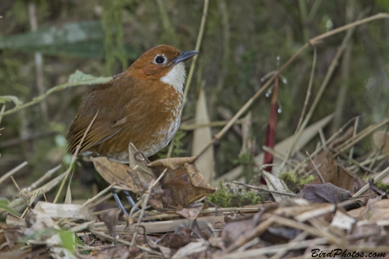 Red-and-white Antpitta