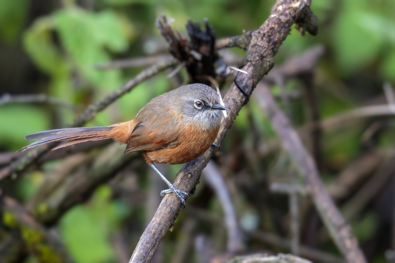 Russet-bellied Spinetail