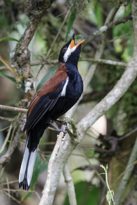 White-eared Solitaire