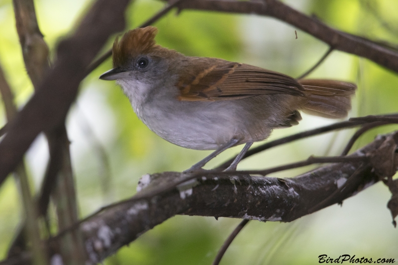 White-lined Antbird