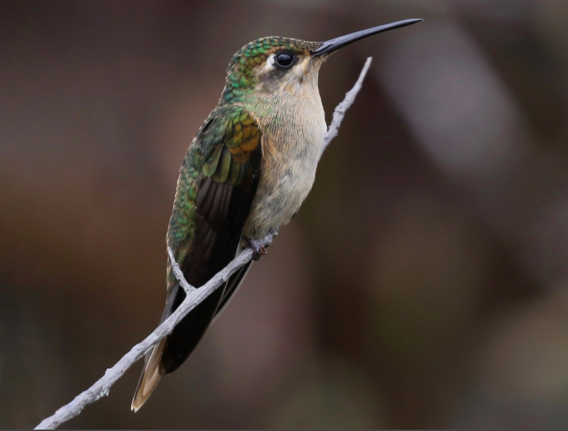 Buff-breasted Sabrewing