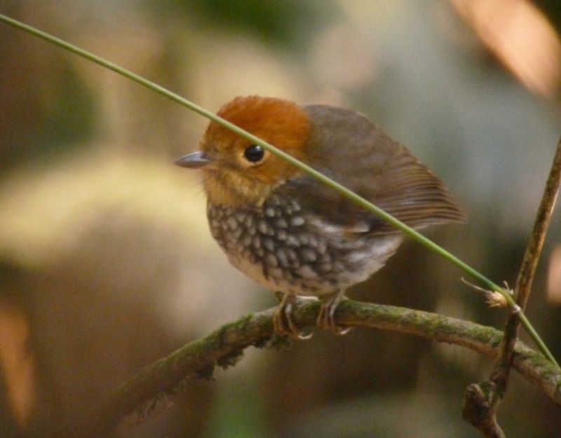 Scallop-breasted Antpitta