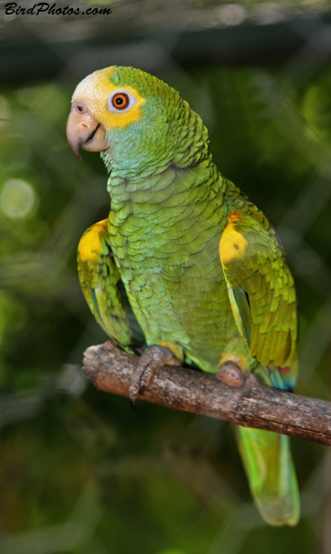 Yellow-shouldered Amazon