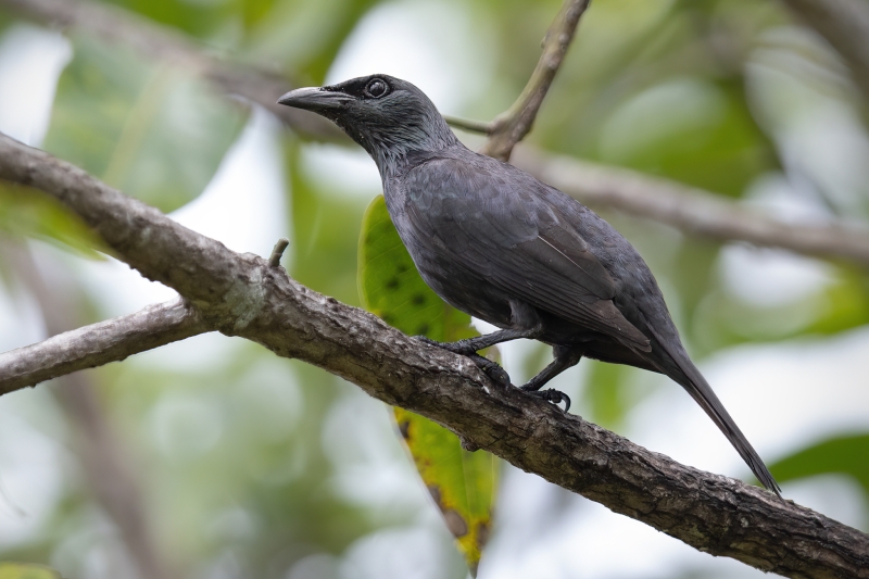 Moluccan Starling