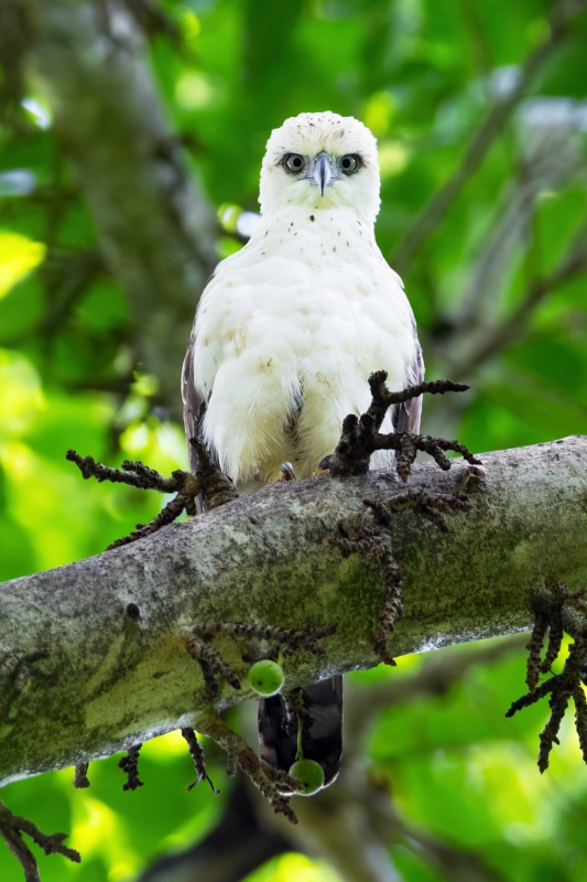 Sulawesi Hawk-Eagle