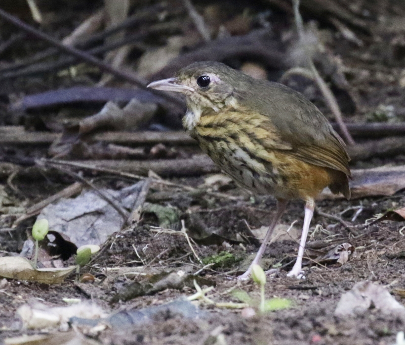 Amazonian Antpitta