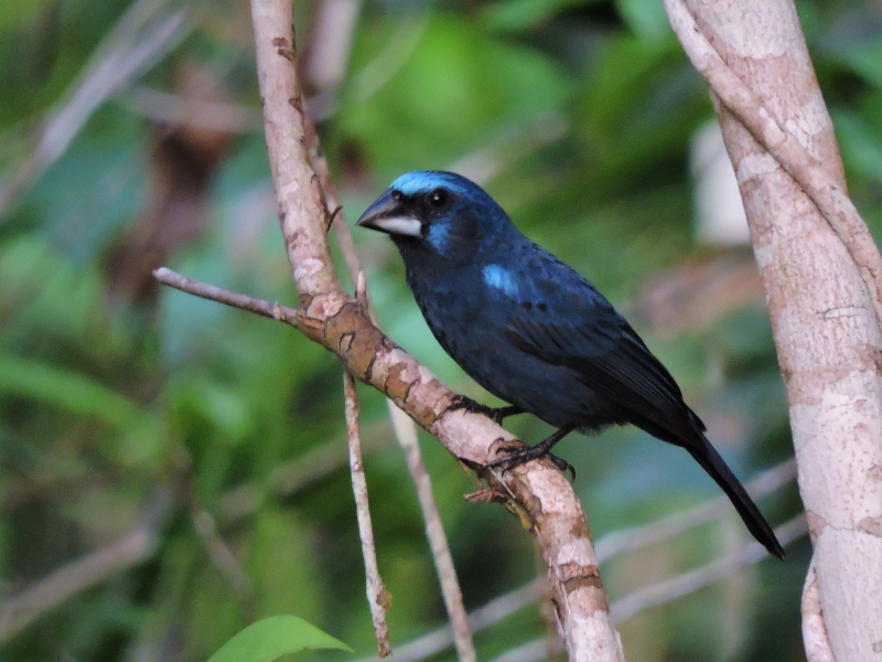 Amazonian Grosbeak