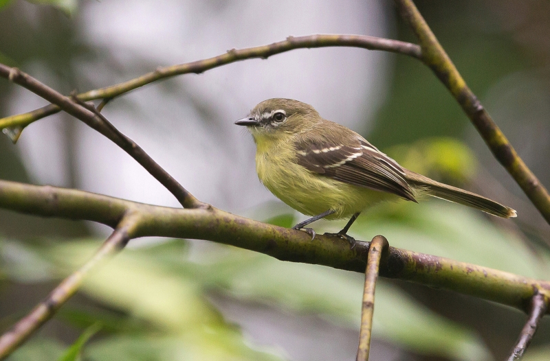 Amazonian Inezia