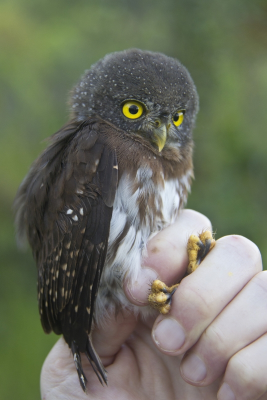 Amazonian Pygmy Owl