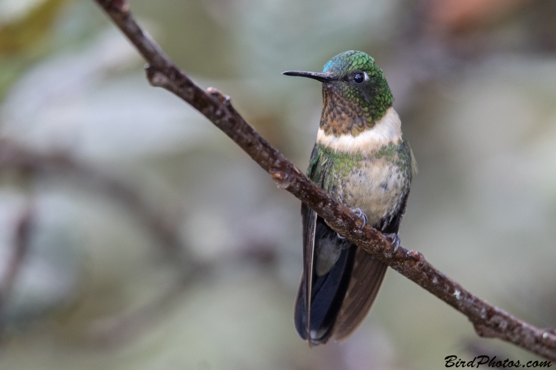 Amethyst-throated Sunangel