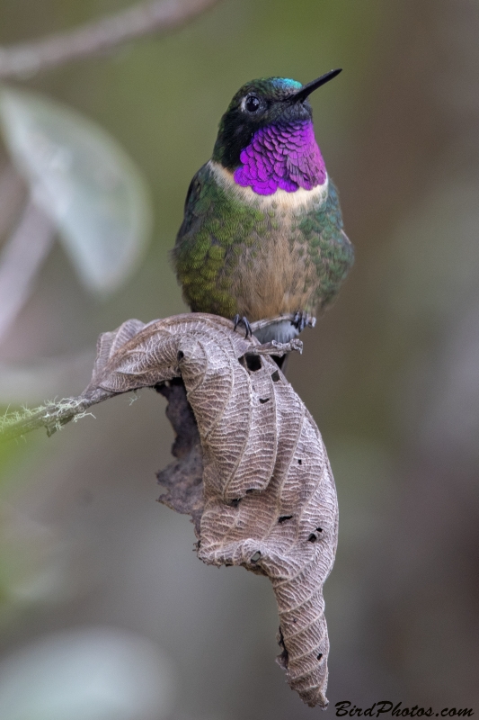 Amethyst-throated Sunangel