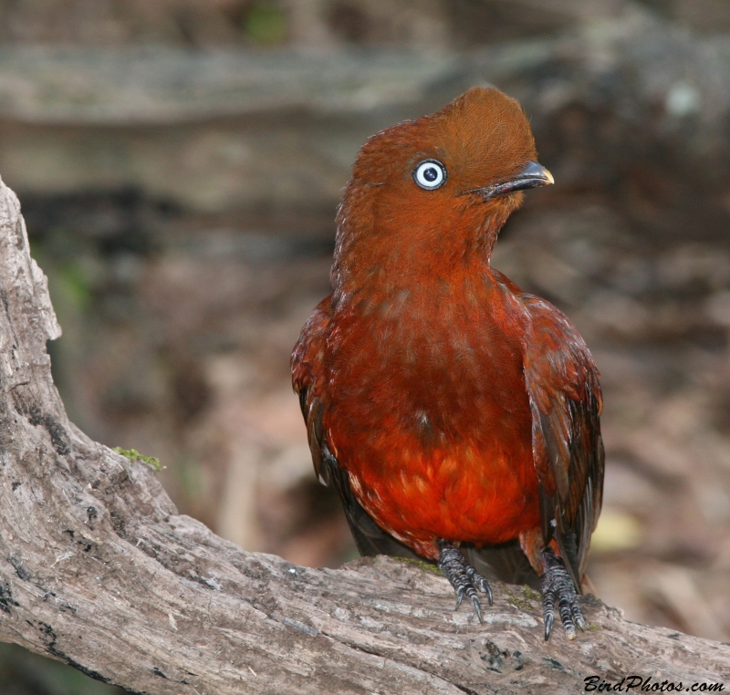 Andean Cock-of-the-rock