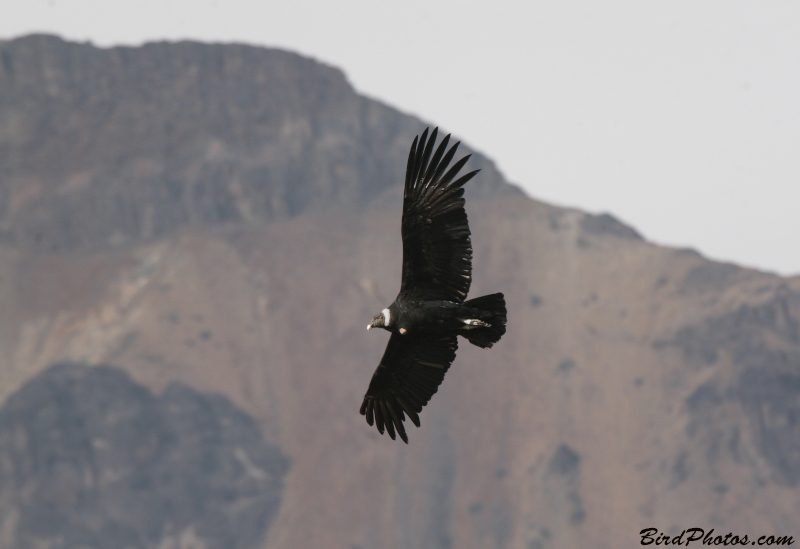 Andean Condor