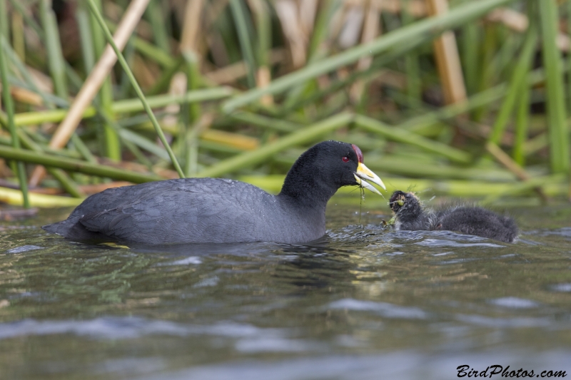 Andean Coot