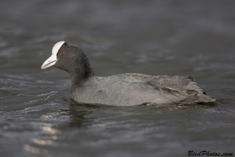 Andean Coot