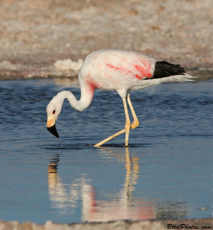 Andean Flamingo