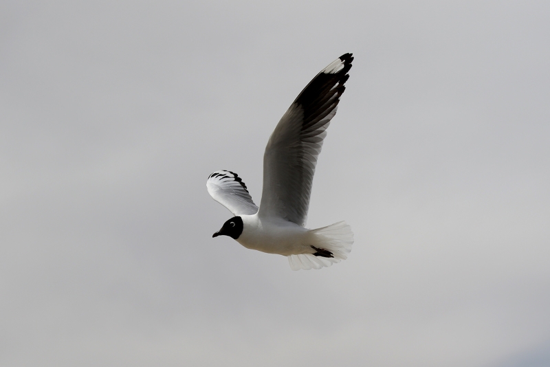 Andean Gull