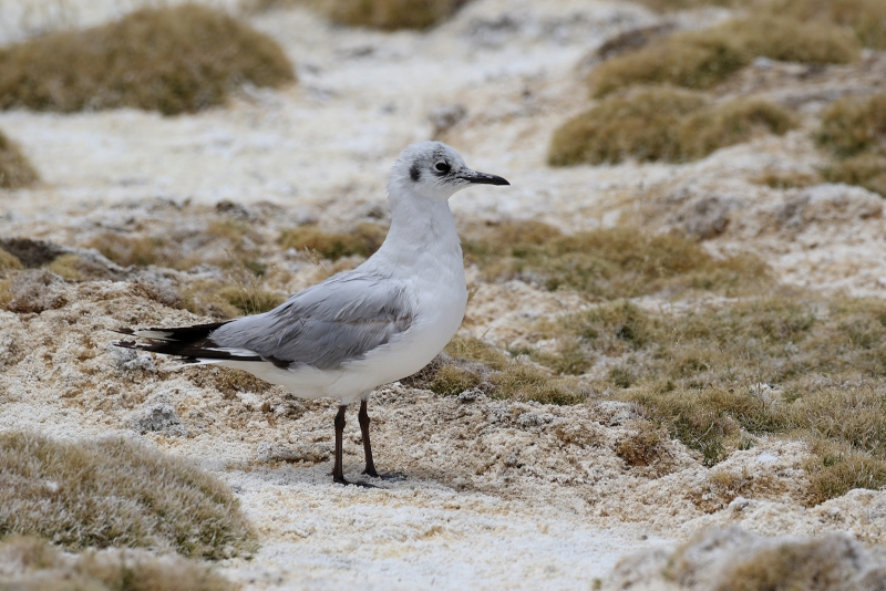 Andean Gull