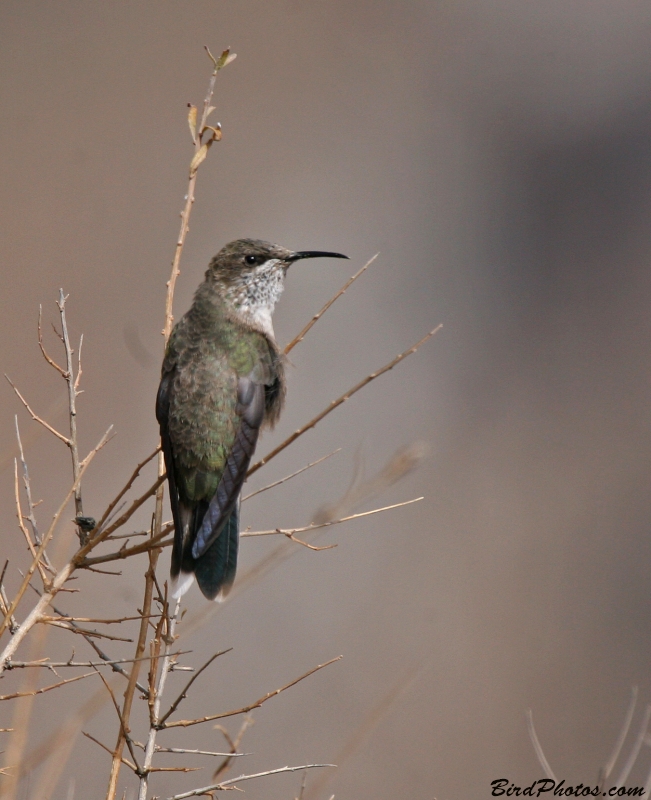 Andean Hillstar