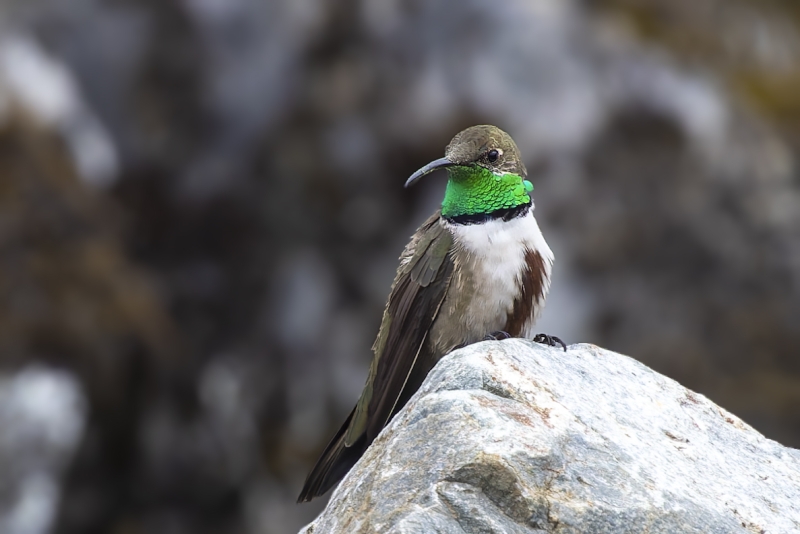 Andean Hillstar