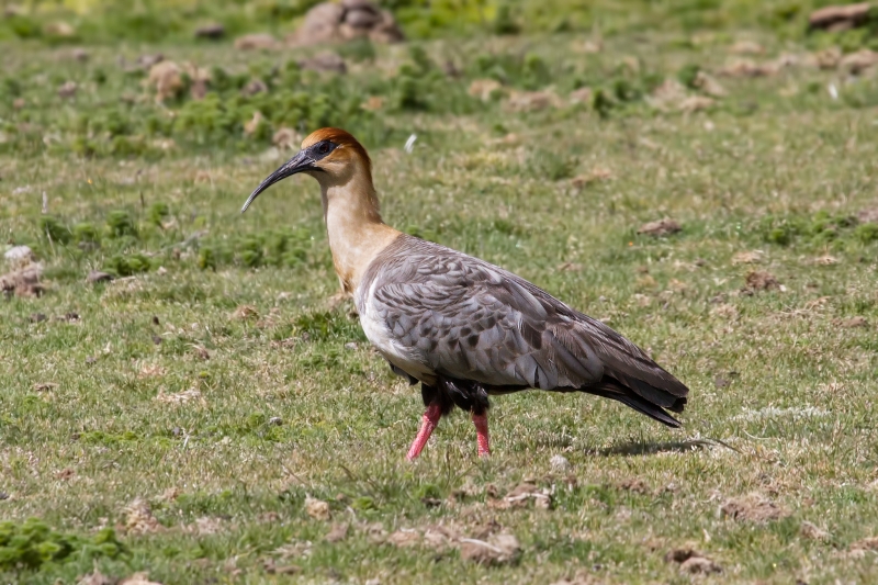 Andean Ibis